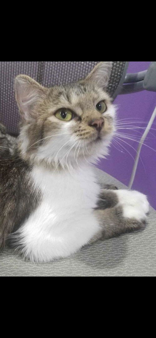 PENELOPE
