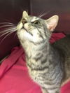 JACK (GRAY TABBY)