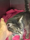 JACK (GRAY TABBY)