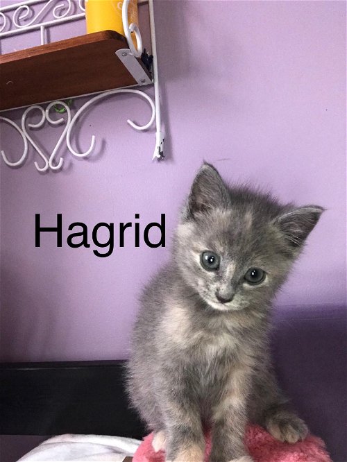 HAGRID