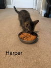 HARPER