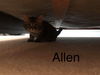 ALLEN