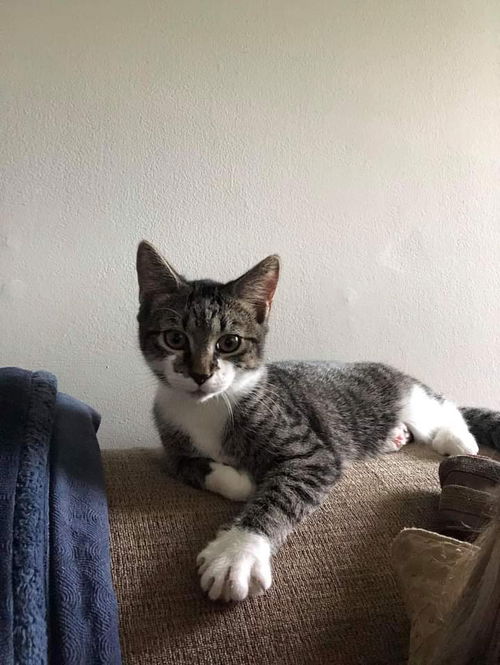 TAZ