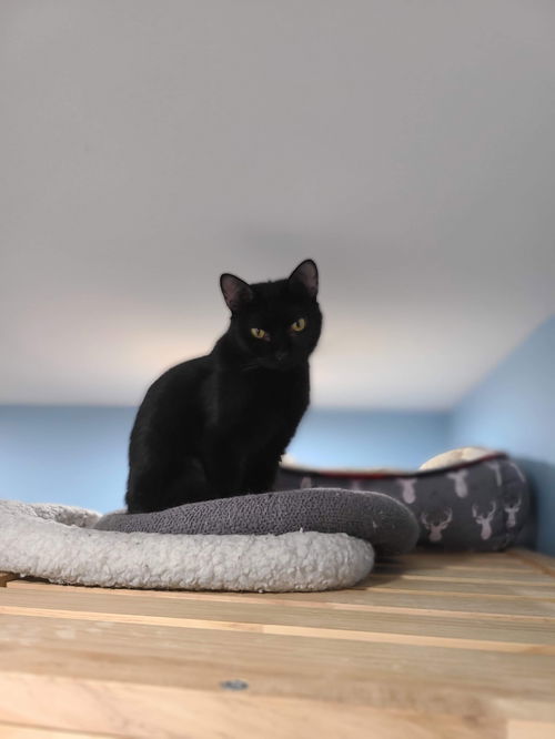 OLIVE (cat)
