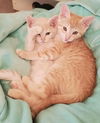 PEACHES