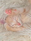 PEACHES