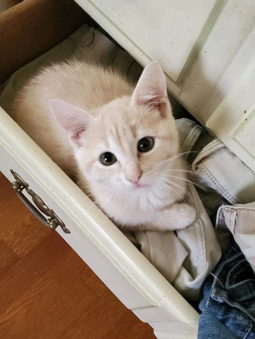 PEACHES