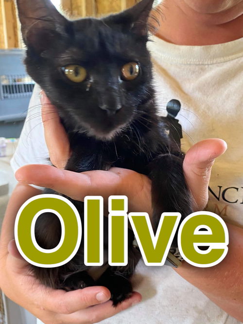 OLIVE (kitten)