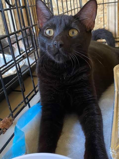 JAX