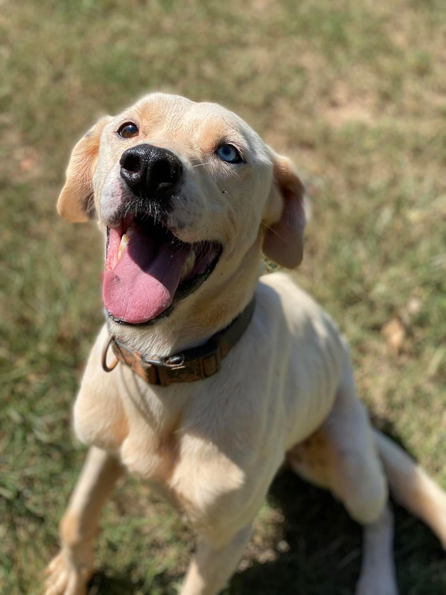 adoptable Dog in Carlisle, SC named SALVADOR