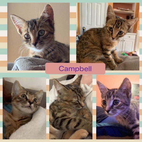 CAMPBELL