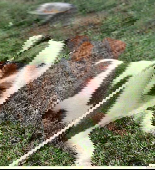 PATCH