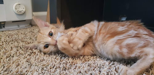 KARLO