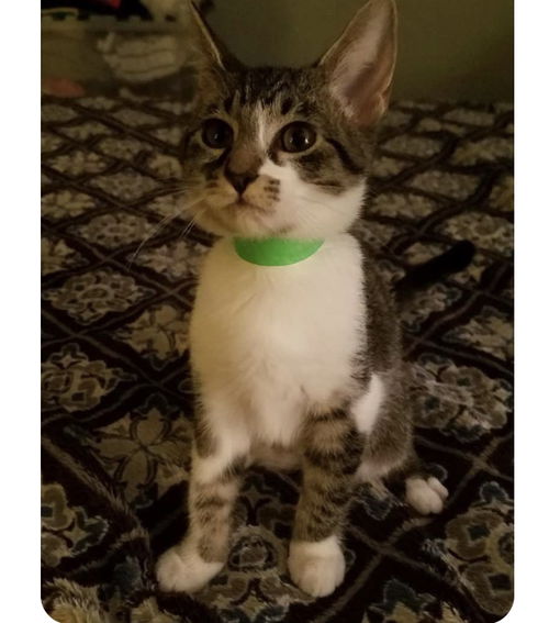 RAMBO
