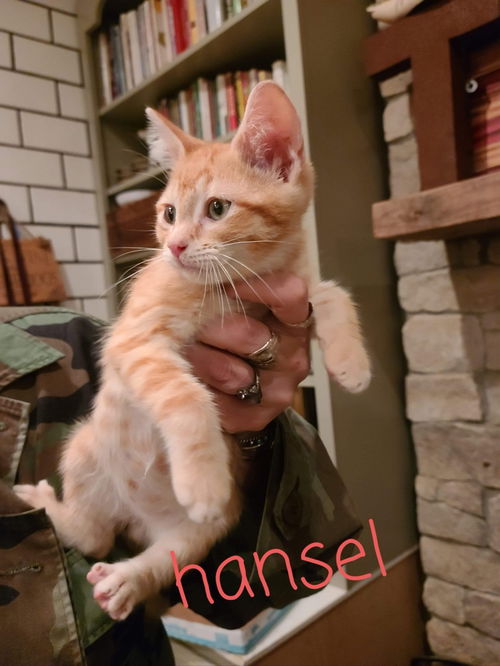 HANSEL