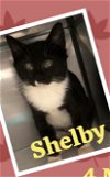 SHELBY (male)