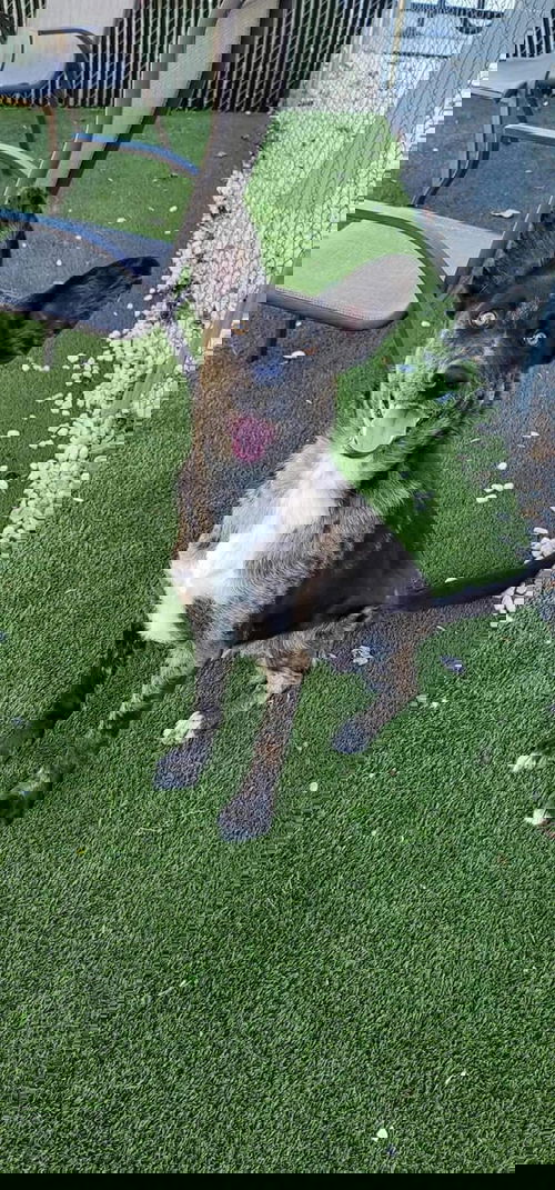 FELLER