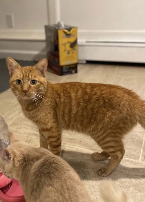 ALEXANDER