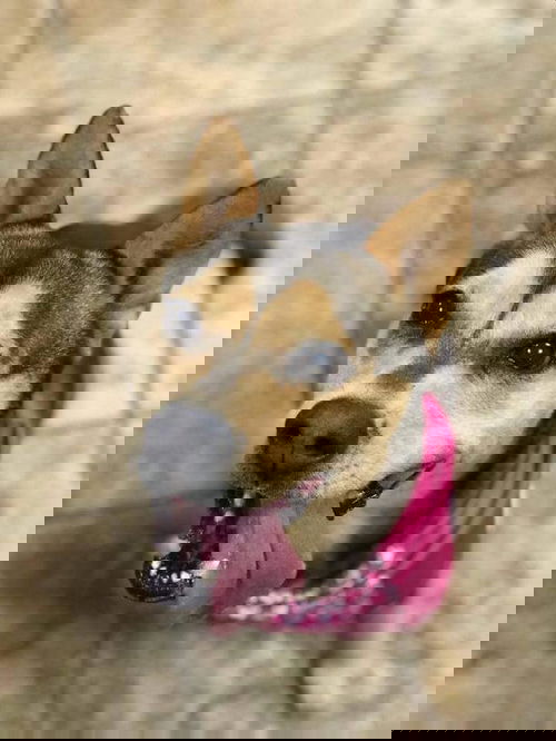 TEILA