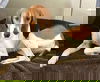 REBA