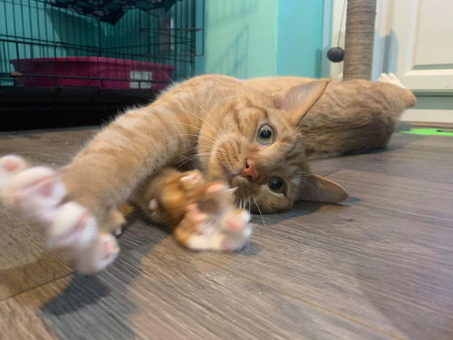 CARMEN (male cat)