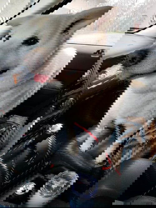 NEMO