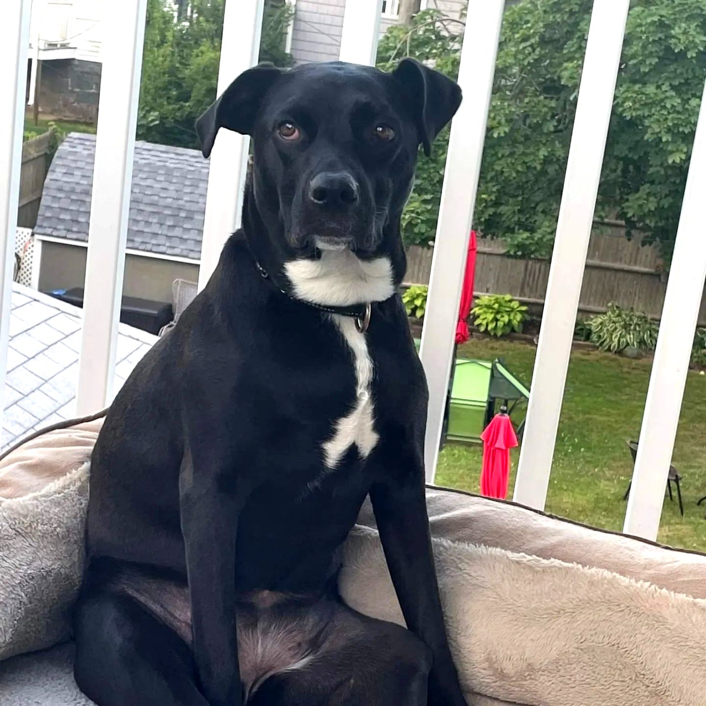 adoptable Dog in Woodbury, NY named OREO