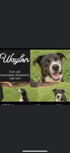 WAYLON