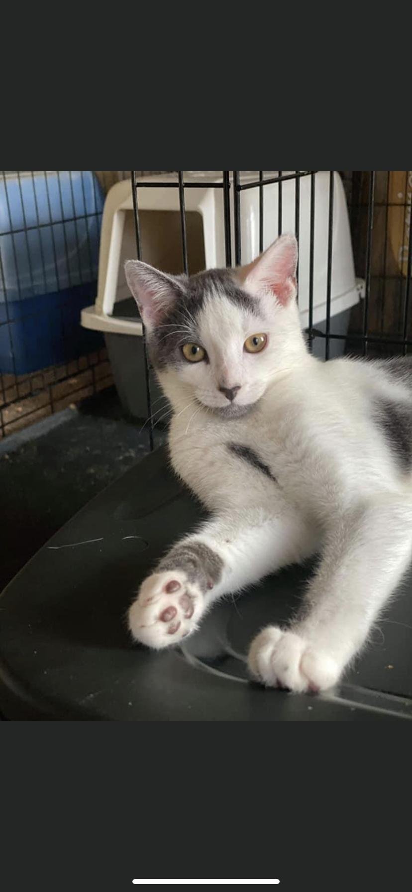 adoptable Cat in Woodbury, NY named ASH