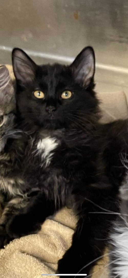JASPER