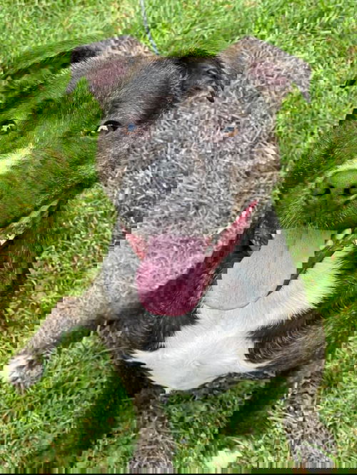 TAZ