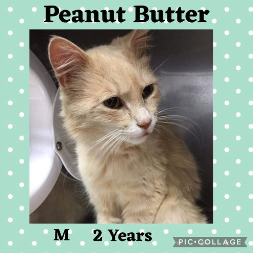 PEANUT BUTTER