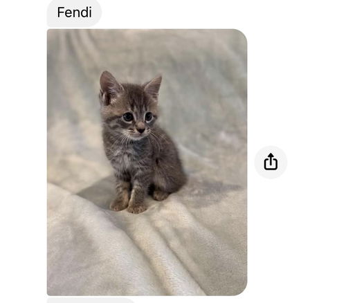 FENDI (male)