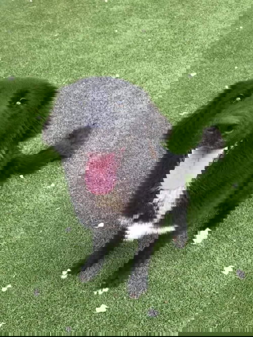 GIGANTOR