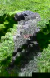 JAKOBAH