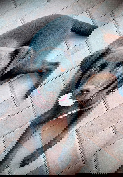 JAKOBAH