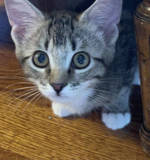 RASCAL (female)