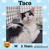 TACO
