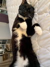 ALFONSO