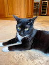ALFONSO