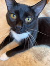 ALFONSO