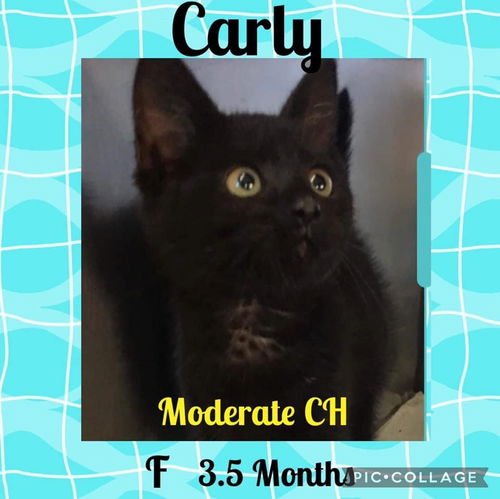 CARLY