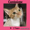 CANTELOUPE