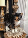 PENELOPE