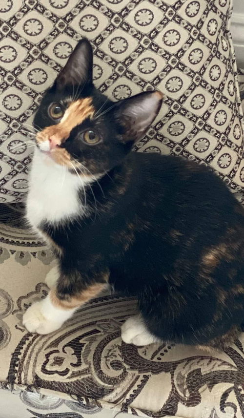 PENELOPE