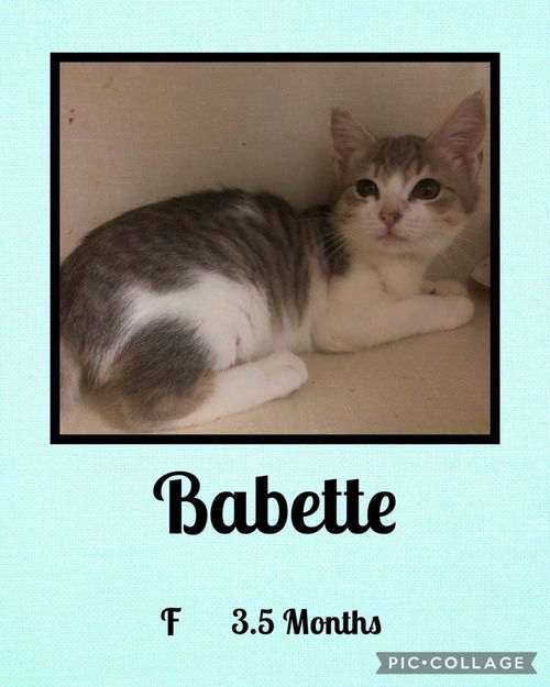 BABETTE