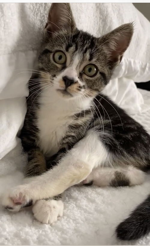 TALLULAH