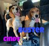 BUSTER (beagle)