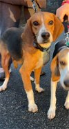 BUSTER (beagle)