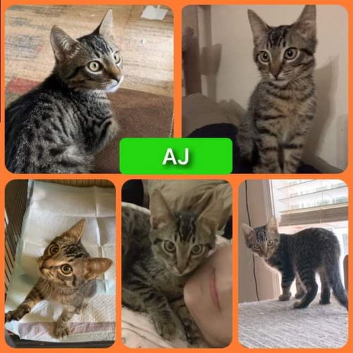 AJ (male)